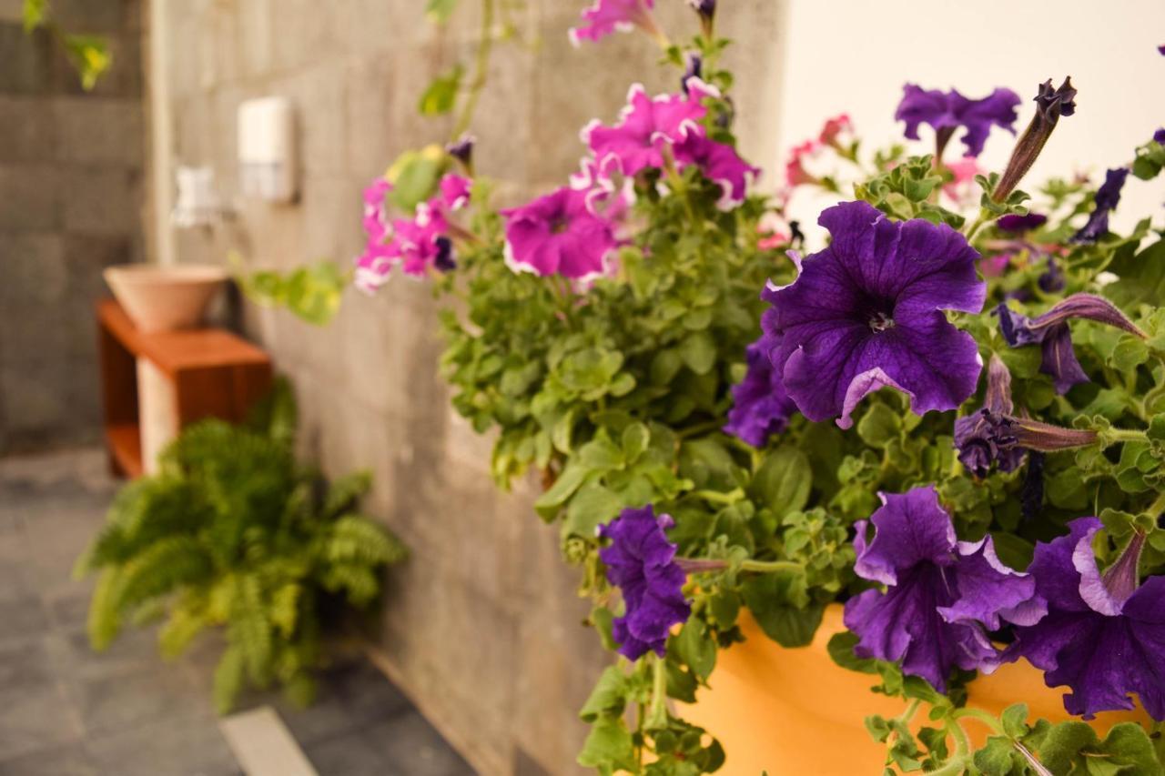 Casa Ticul Hotel Boutique - 5Th Ave (Adults Only) Playa del Carmen Exterior photo Petunia
